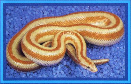 serpent