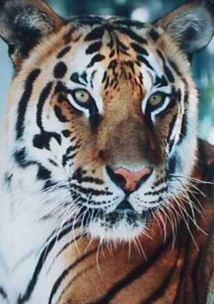 panther
